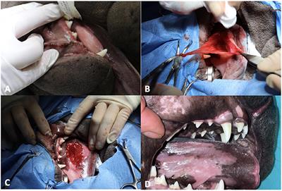 Case report: Sublingual mucinosis in a dog